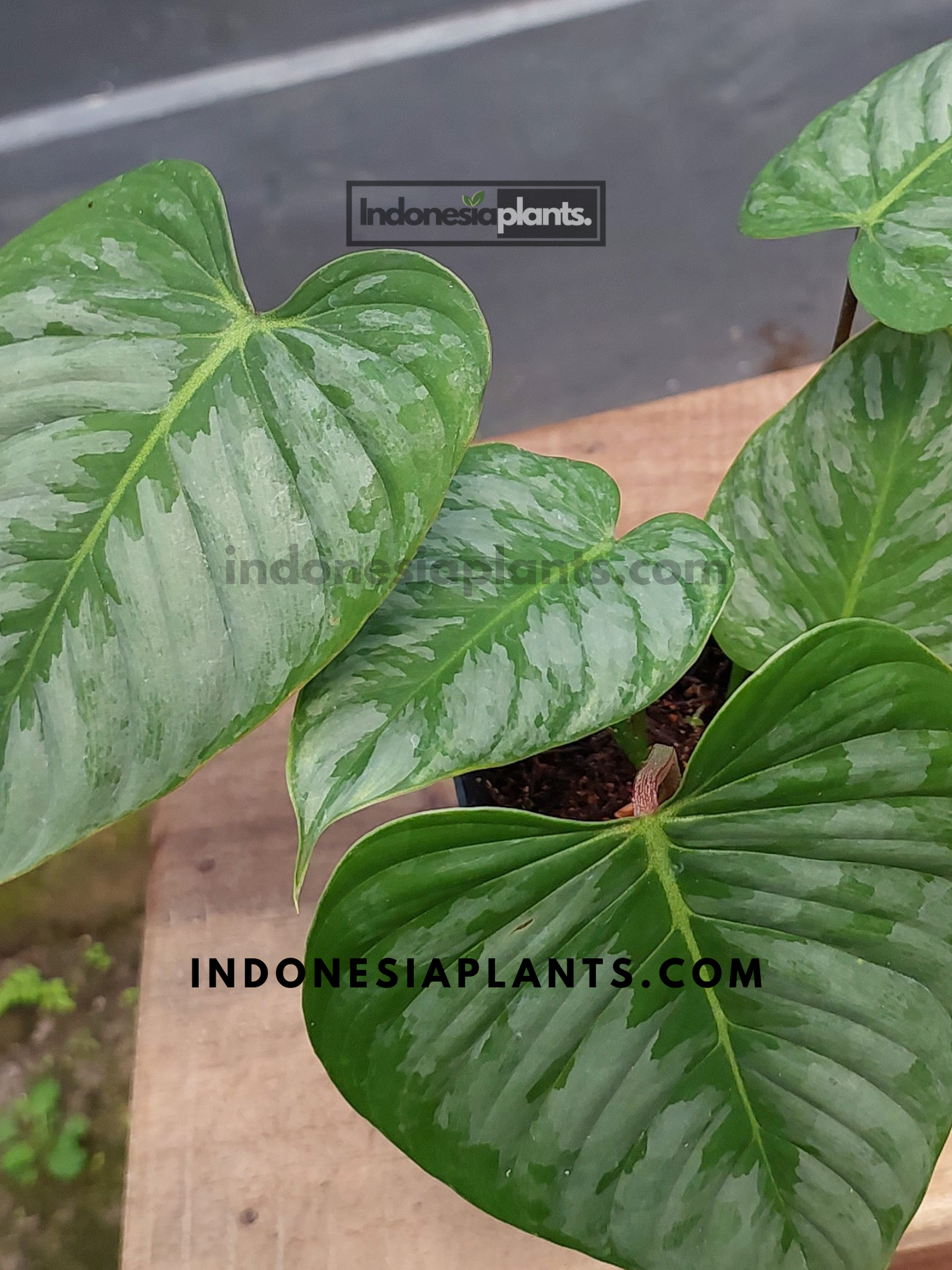 Philodendron Sodiroi