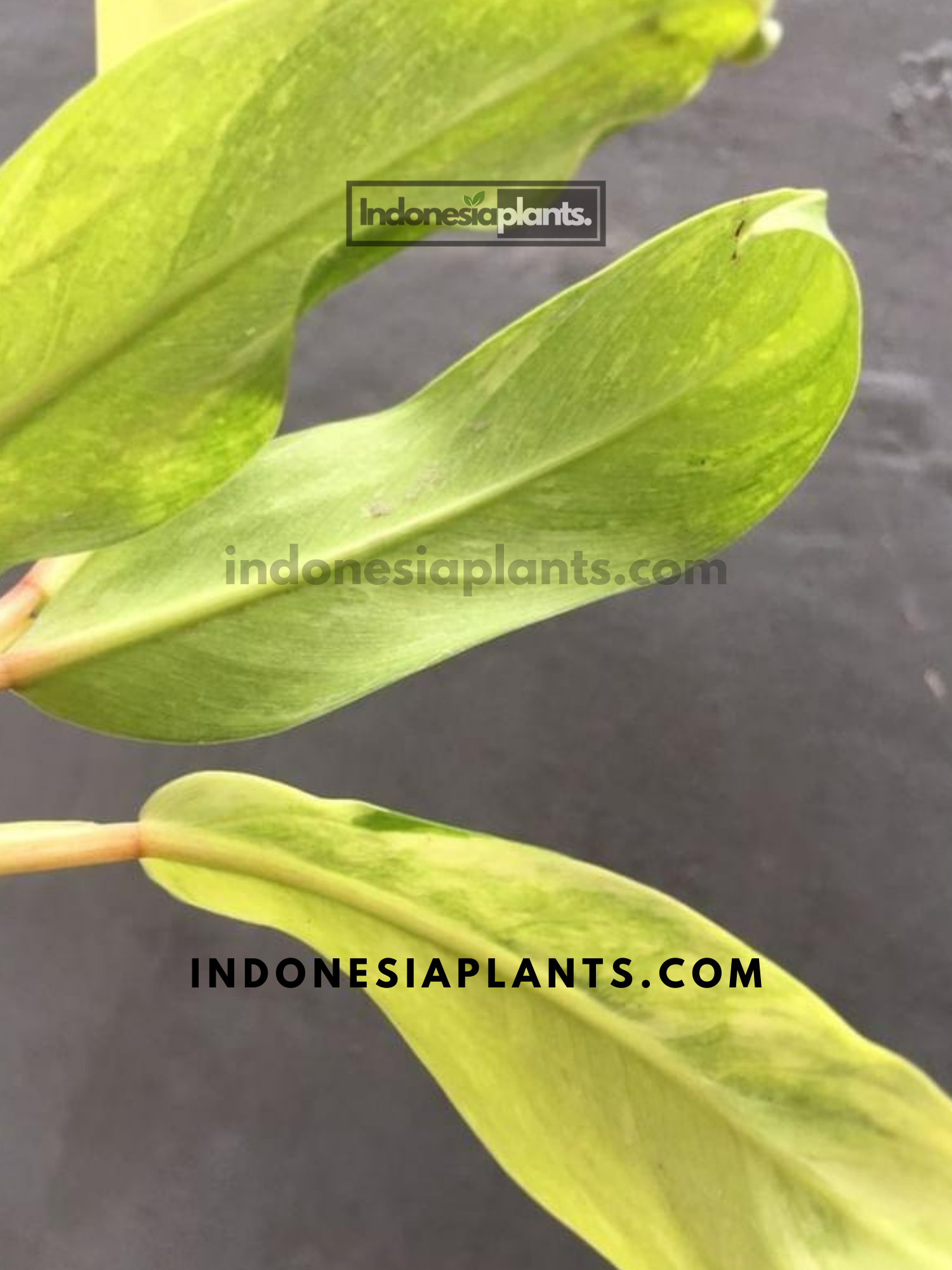 Philodendron Lemon Lime Variegated