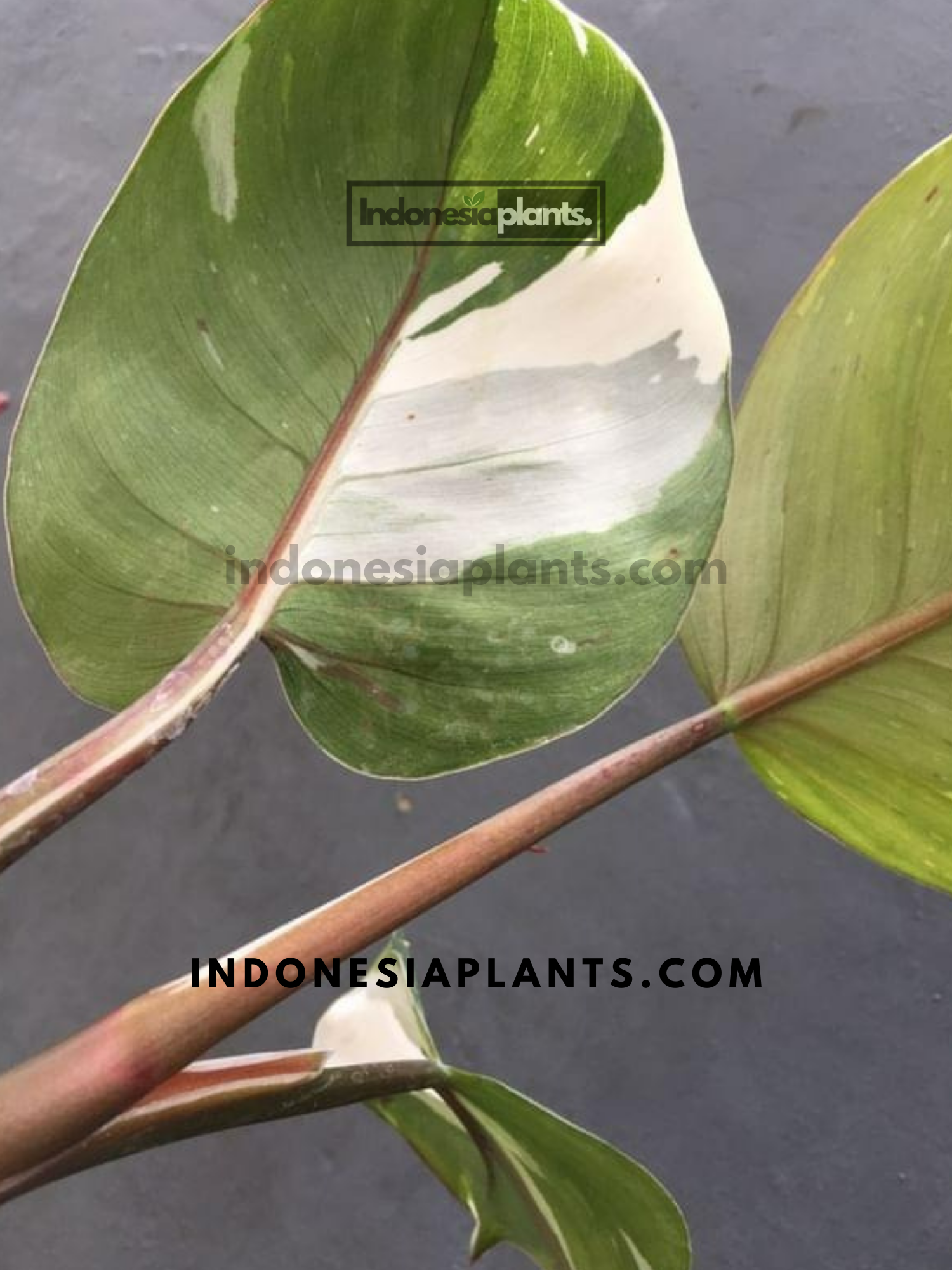 Philodendron White Knight