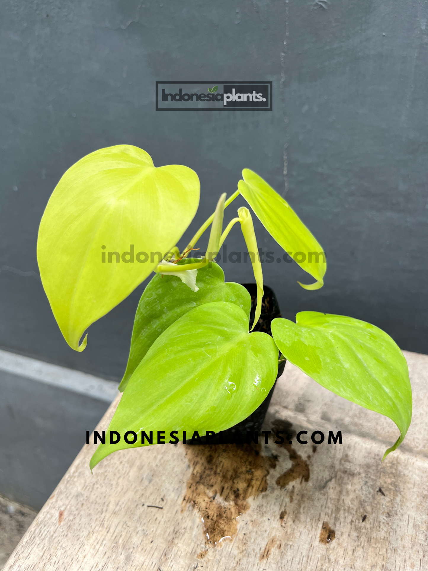 Philodendron Hederaceum Lemon in secure packaging for worldwide shipping.