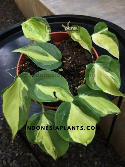 Philodendron Gabby