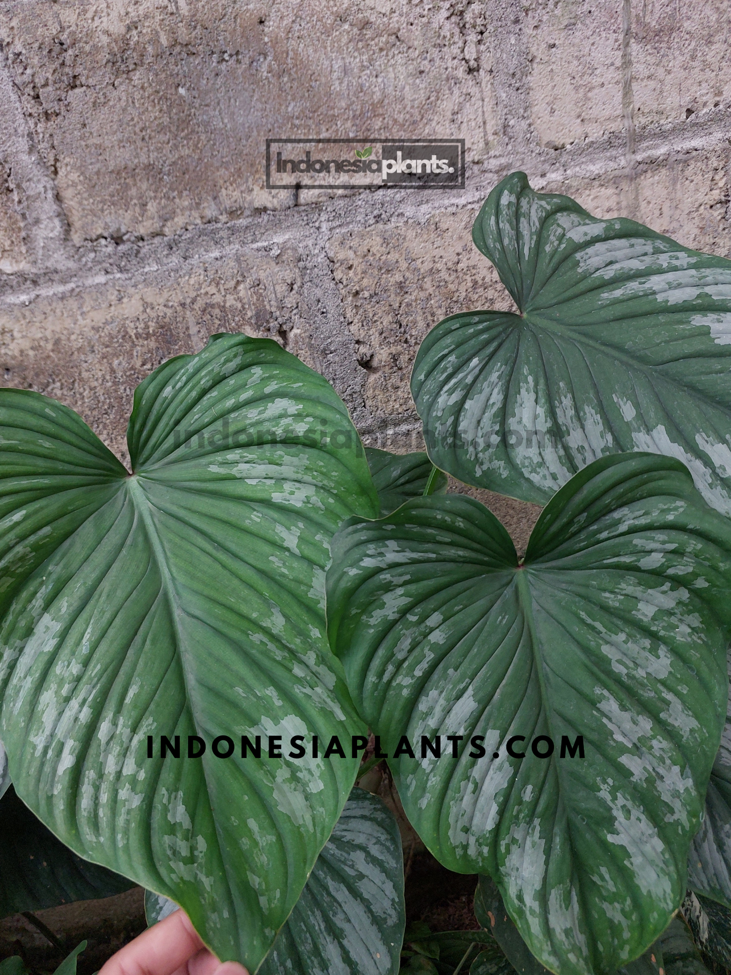 Philodendron silver cloud