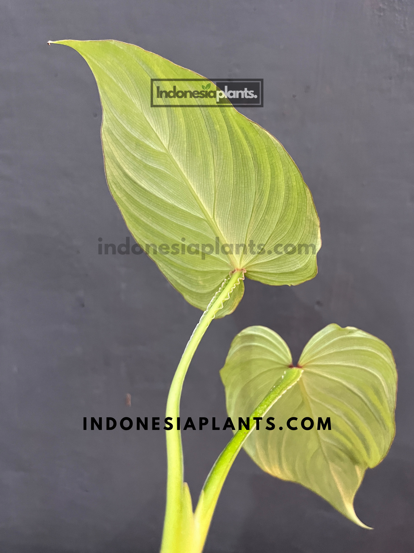 Philodendron Silver Cloud