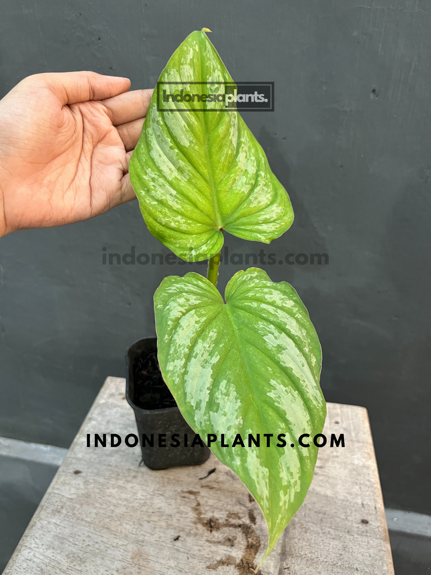 Philodendron Silver Cloud