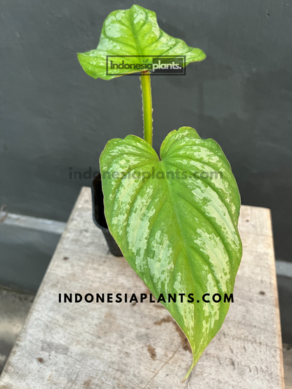 Philodendron Silver Cloud