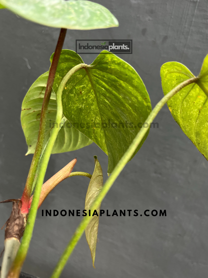 Philodendron Sodiroi bunt