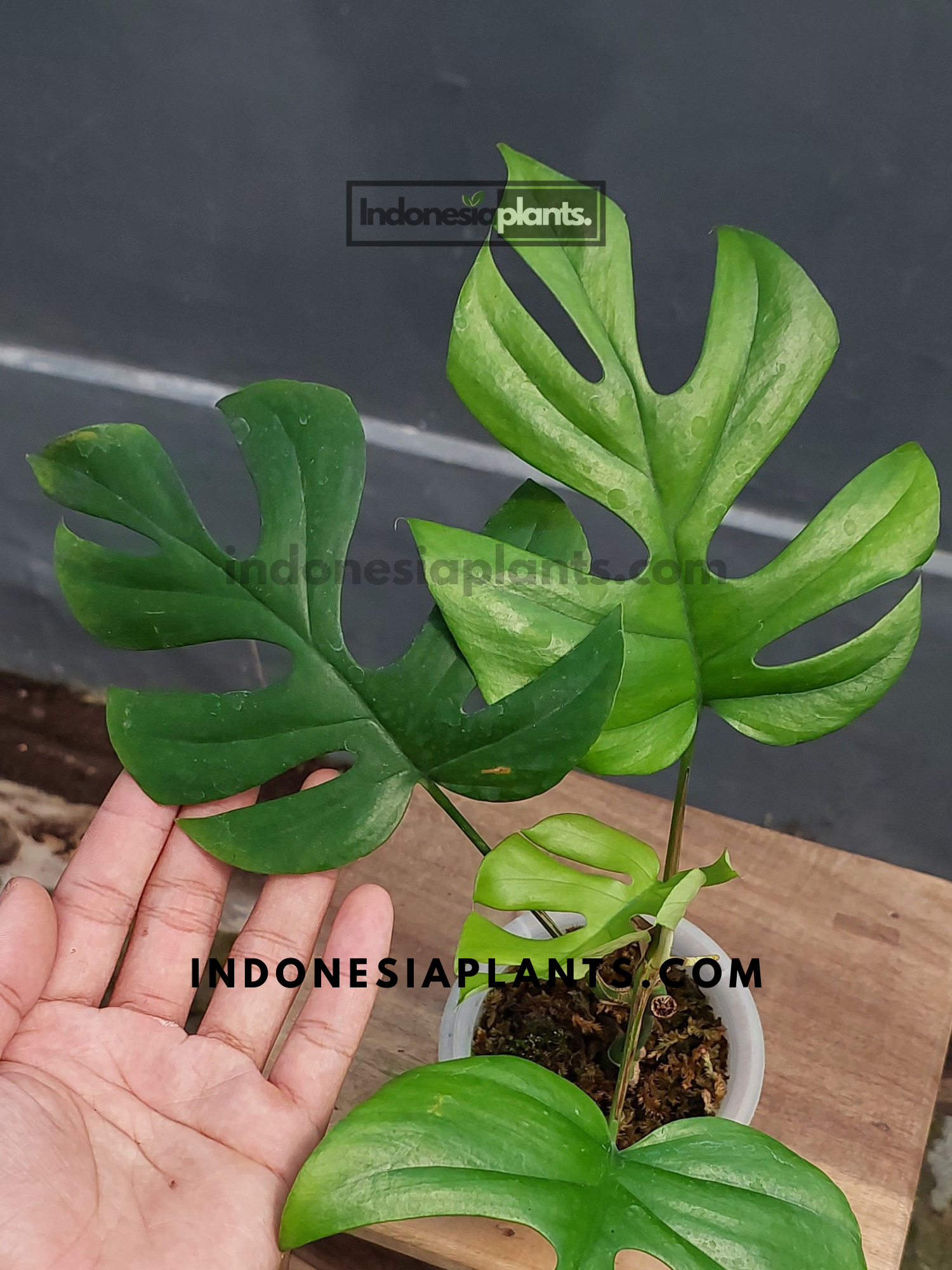 Close-up of Rhaphidophora Tetrasperma leaves, held by hand, displaying their natural split patterns.