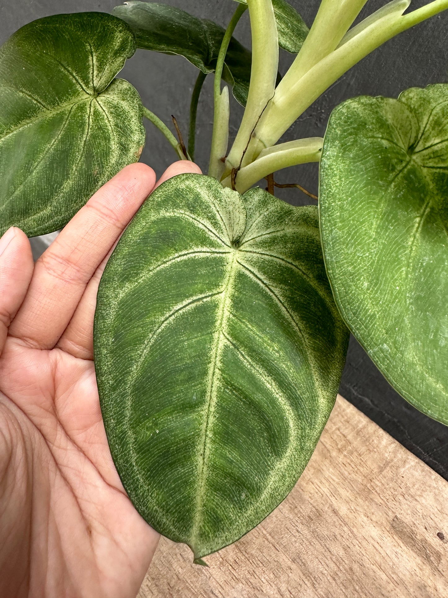 Syngonium Macrophyllum Frosted Heart