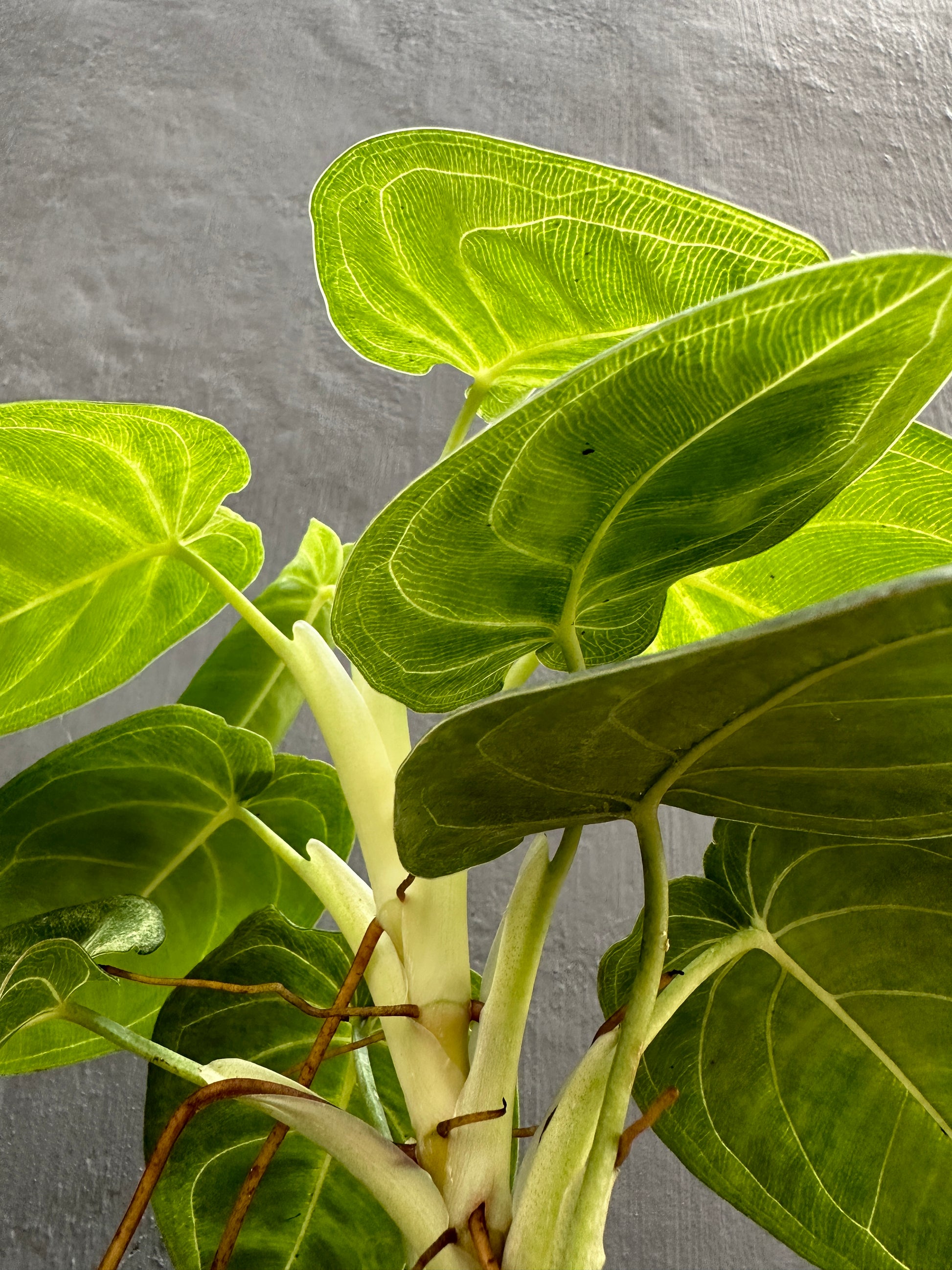 Syngonium Macrophyllum Frosted Heart