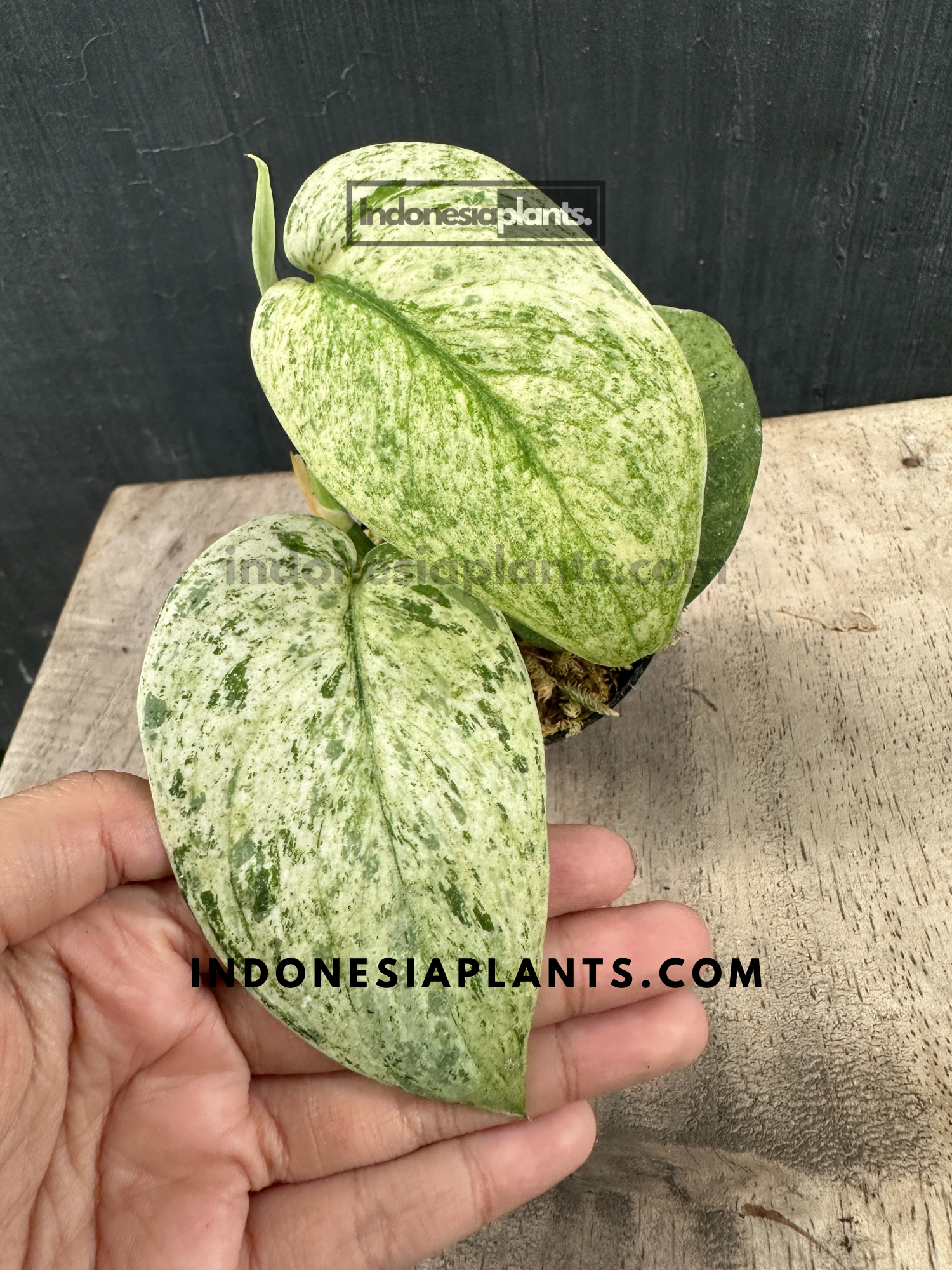 Scindapsus Jade Satin Marble Queen