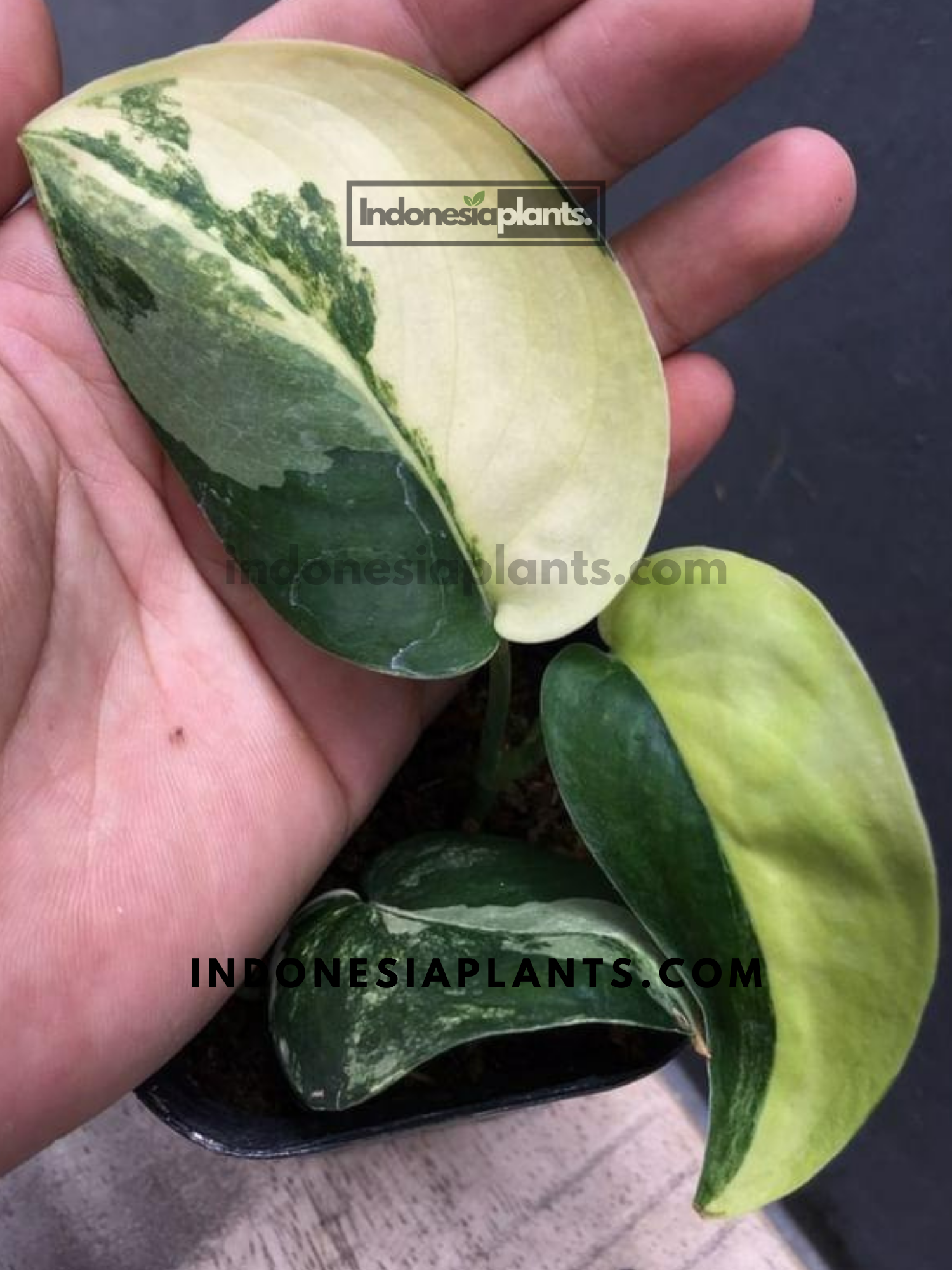 Scindapsus Jade Satin Variegated