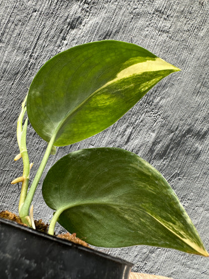 Scindapsus Jade Satin Variegated