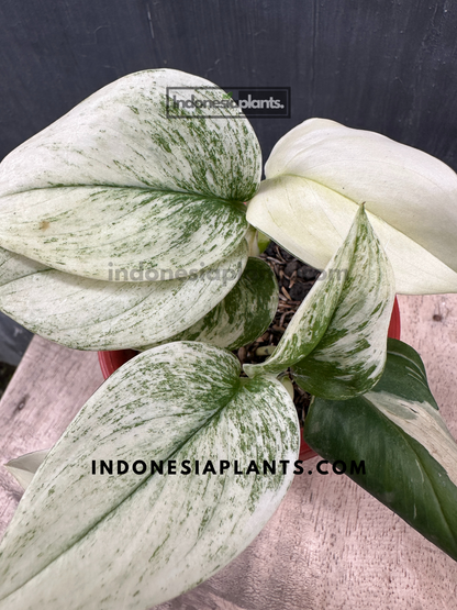 Scindapsus Superstar Variegated