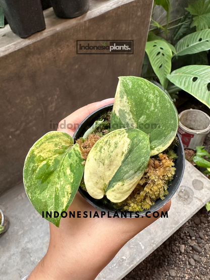 Close-up of Scindapsus Mangurai showing its vibrant green, yellow, and white variegated leaves in a small pot, held by a hand.