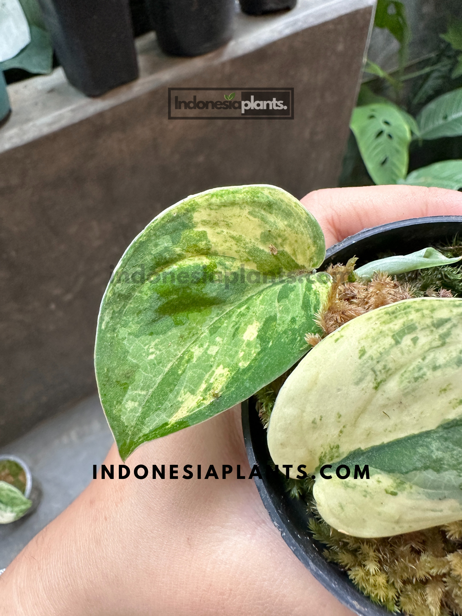 Scindapsus Mangurai in a black pot with its striking foliage, held in a hand against a natural greenhouse setting.