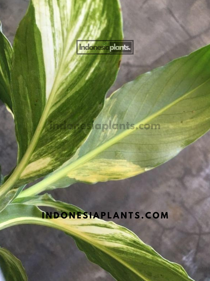 Close-up of Spathiphyllum Mauna Loa’s lush variegated leaves.