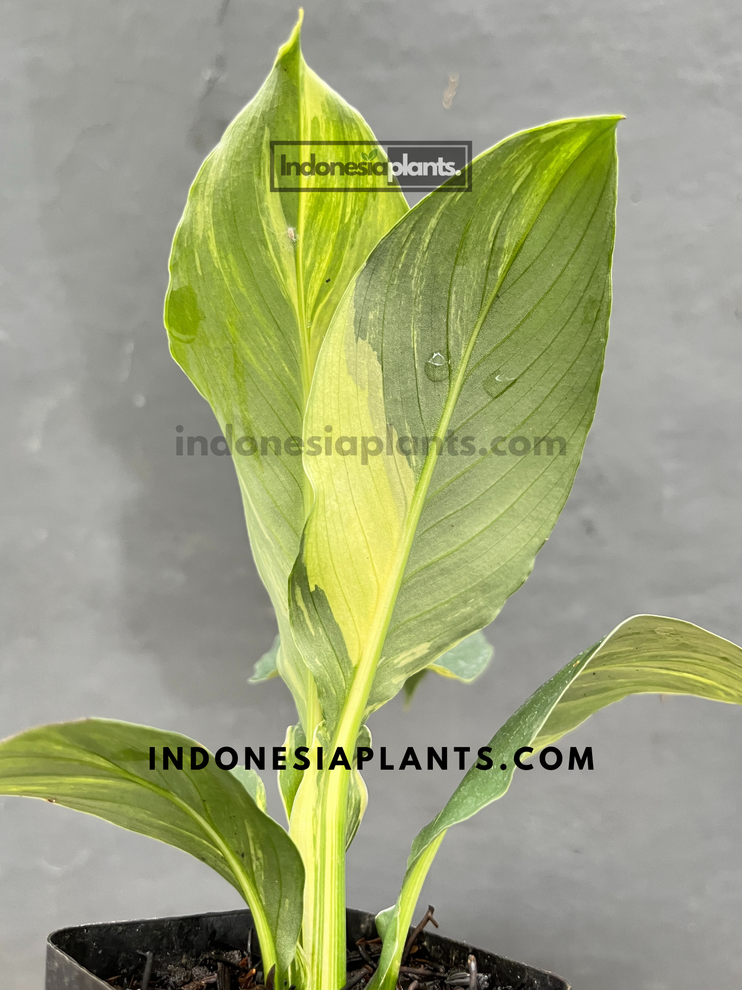 Compact peace lily (Spathiphyllum Mauna Loa) with elegant variegated foliage.