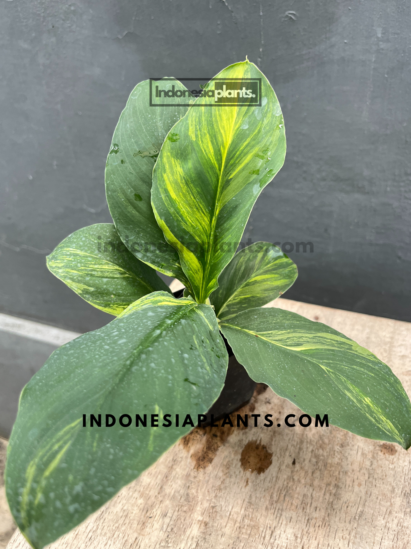 Small-sized Spathiphyllum Sensation Variegated plant with yellow white and green leaves.