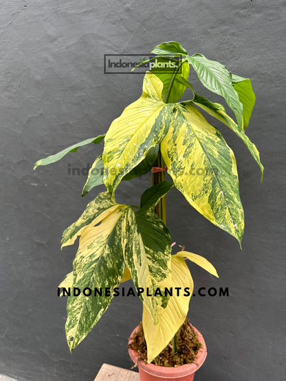 RARE Syngonium Aurea Yellow Variegated mature leaves