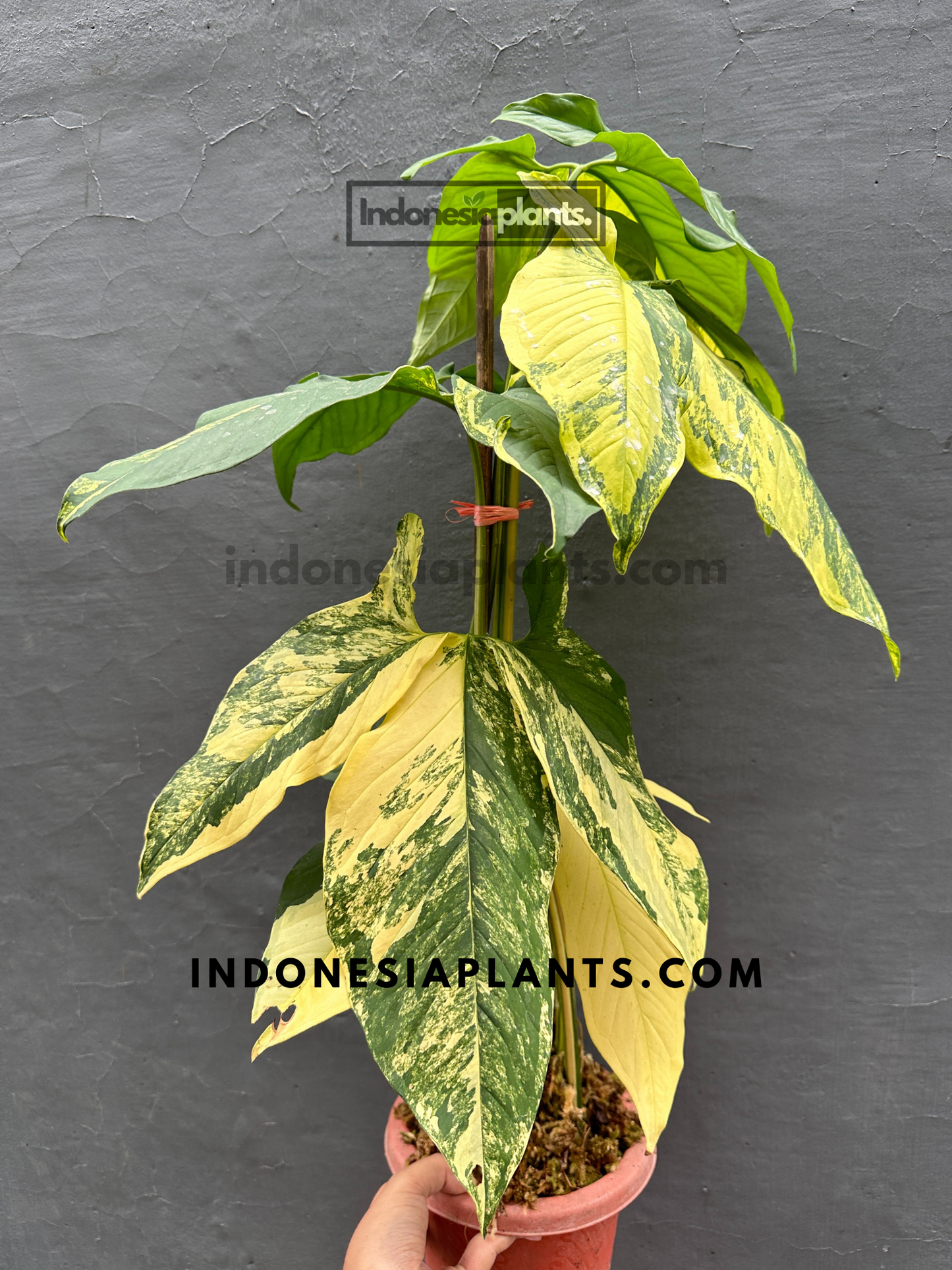 RARE Syngonium Aurea Yellow Variegated mature leaves