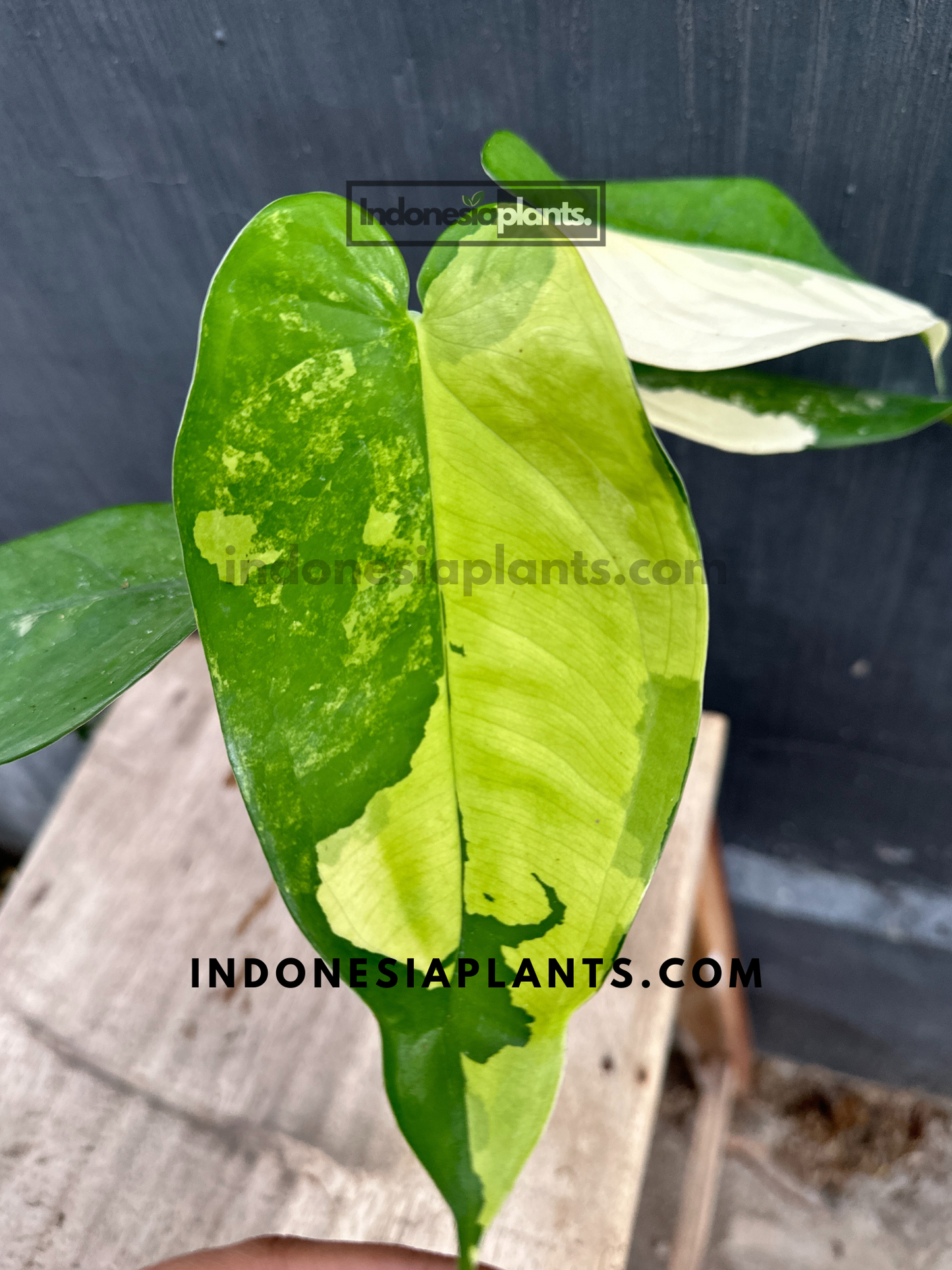 Syngonium Chiapense Variegated