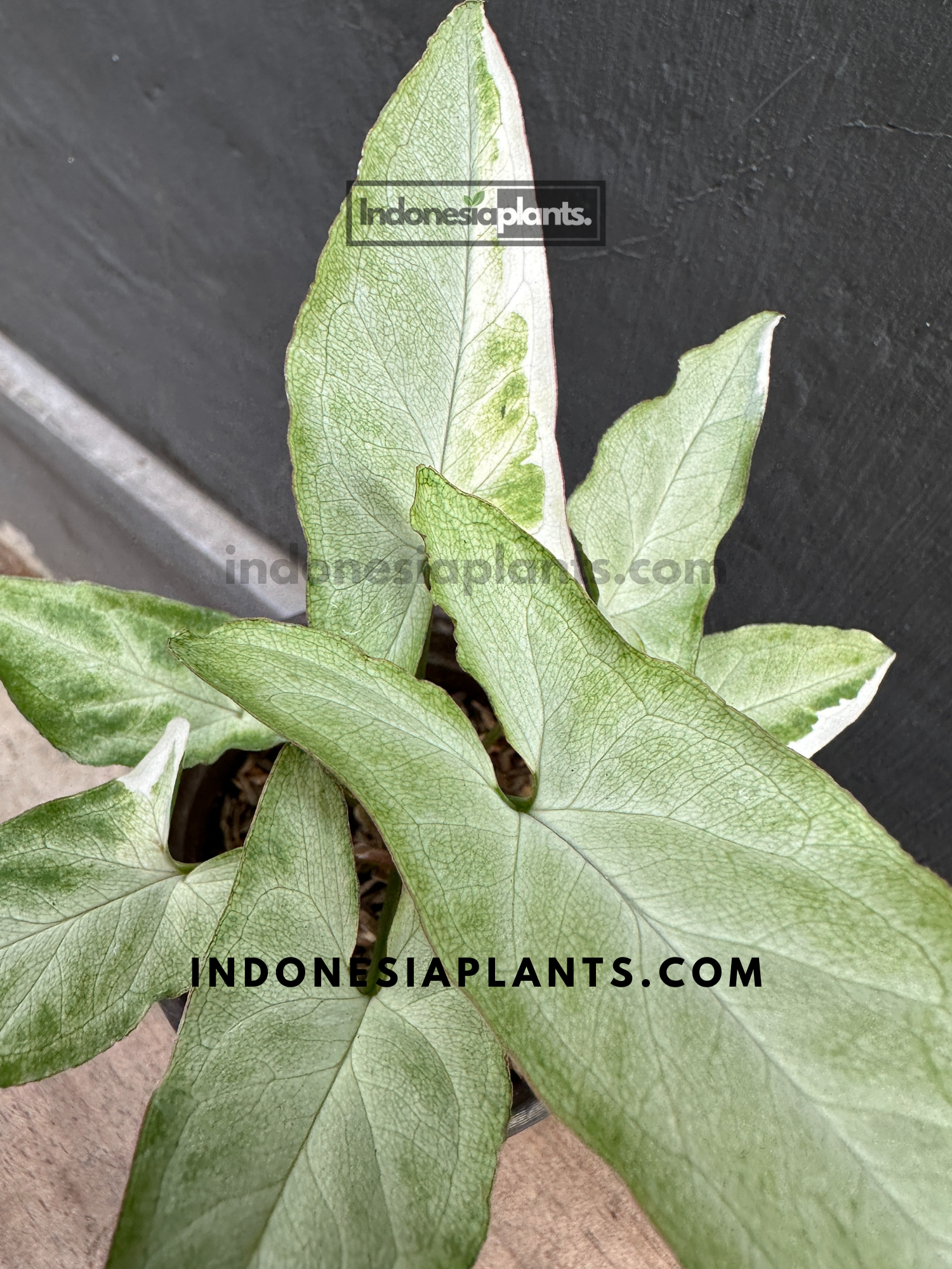 Syngonium Frizzly Variegated