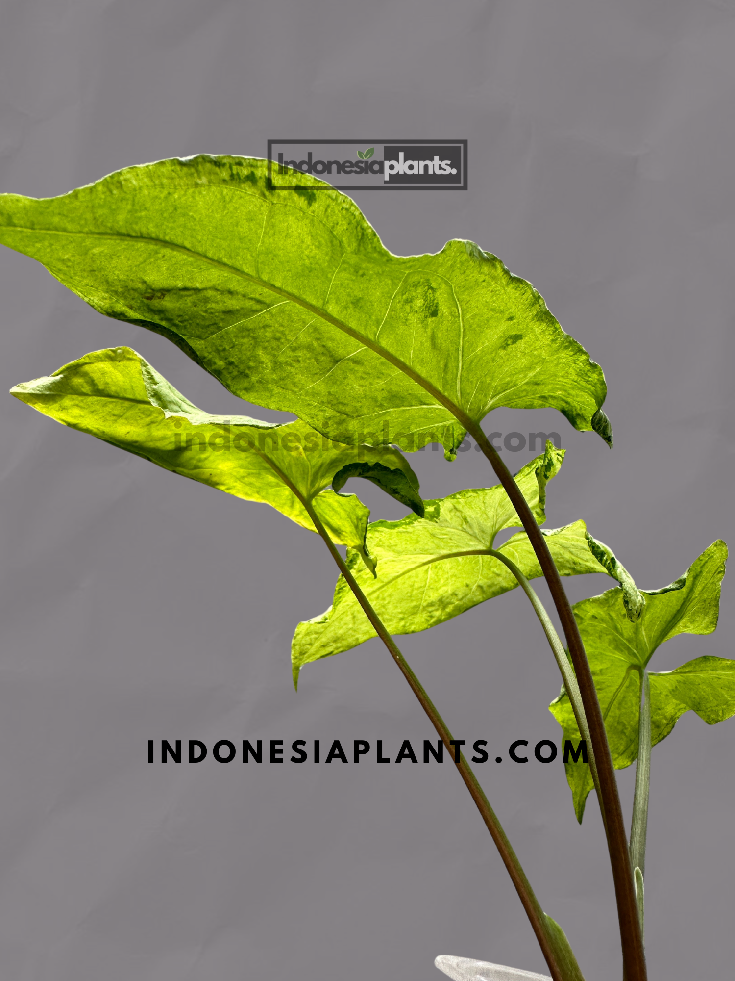 Syngonium Green Freckles Indonesia