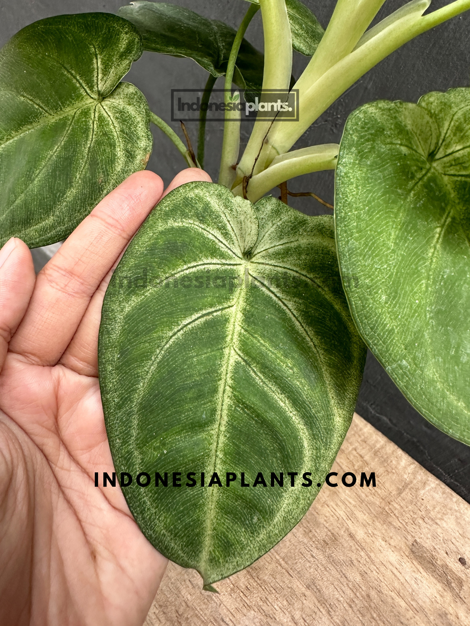 Syngonium Macrophyllum Frosted Heart