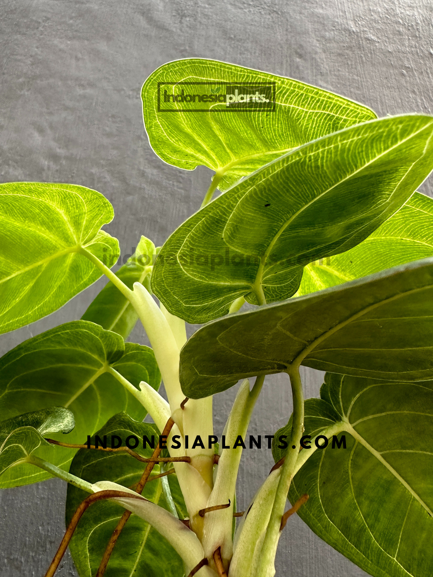 Syngonium Macrophyllum Frosted Heart