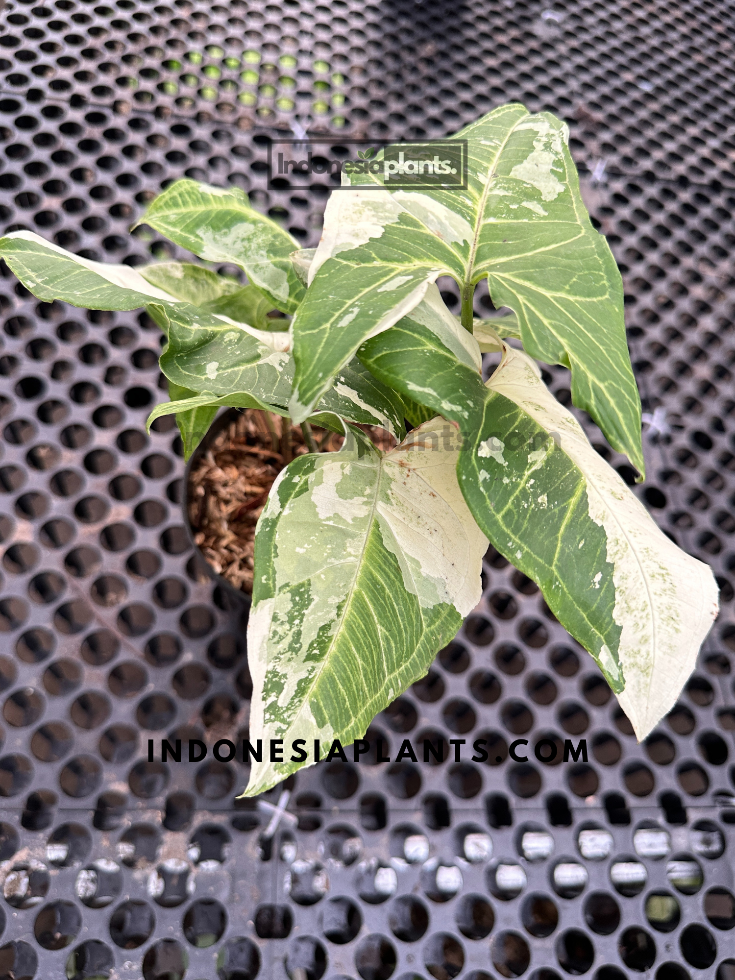 Syngonium Batik Variegated with intricate leaf patterns, showcasing its elegant green and white variegation.