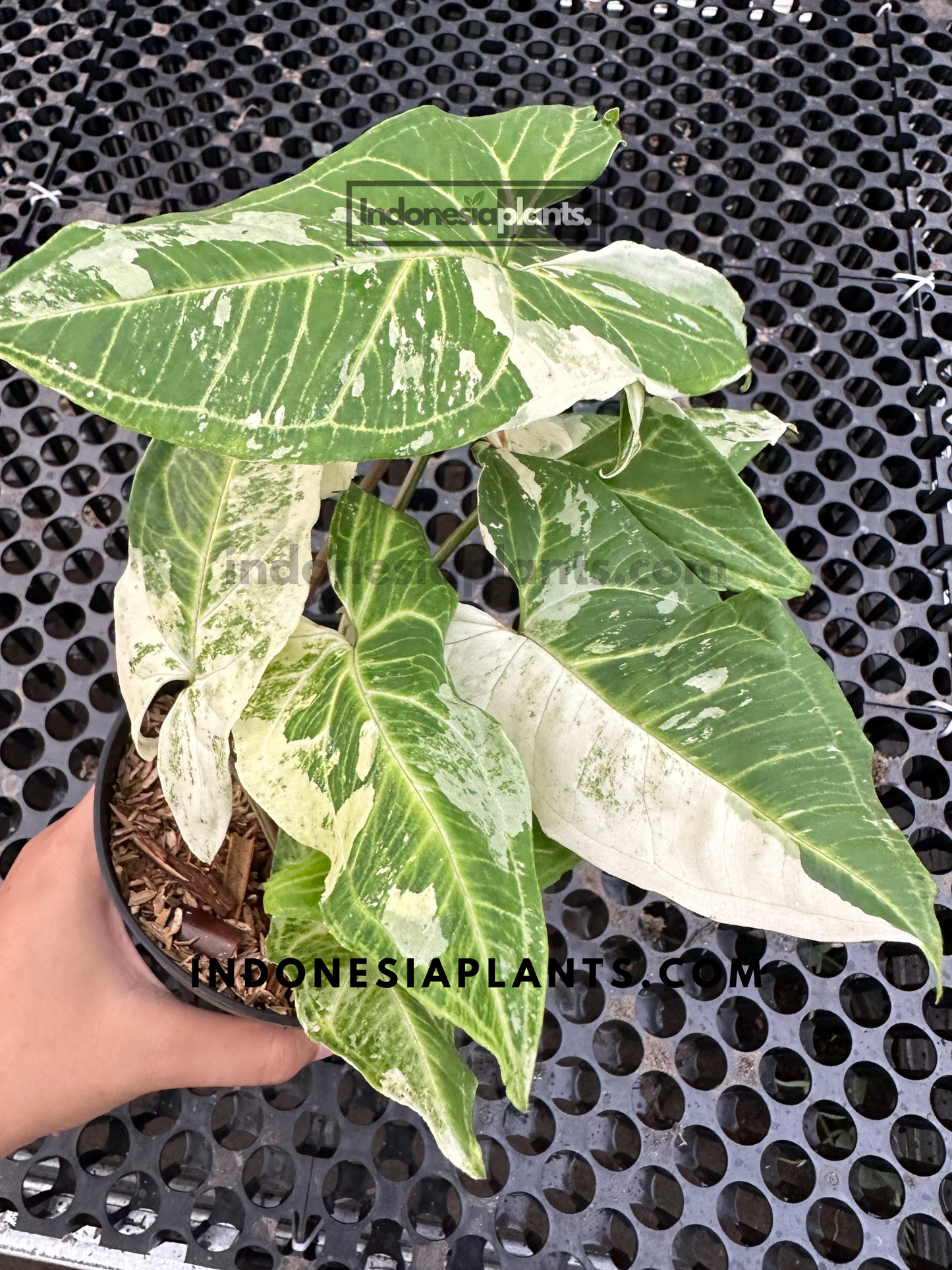 A vibrant Syngonium Batik Variegated plant, perfect for adding tropical charm to any indoor space.