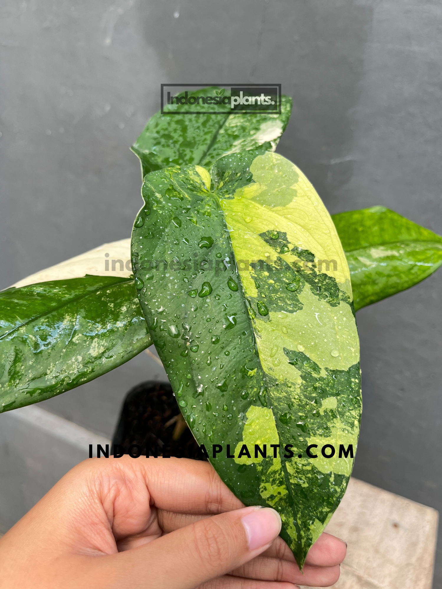 Syngonium plant with stunning leaf variegation, perfect for collectors.