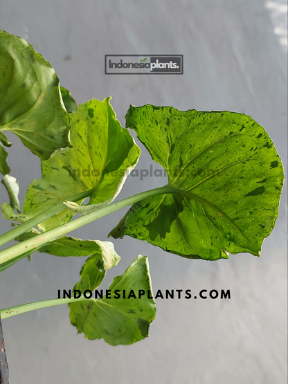 A close-up of Syngonium Green Splash leaves with a mix of green and white speckles.