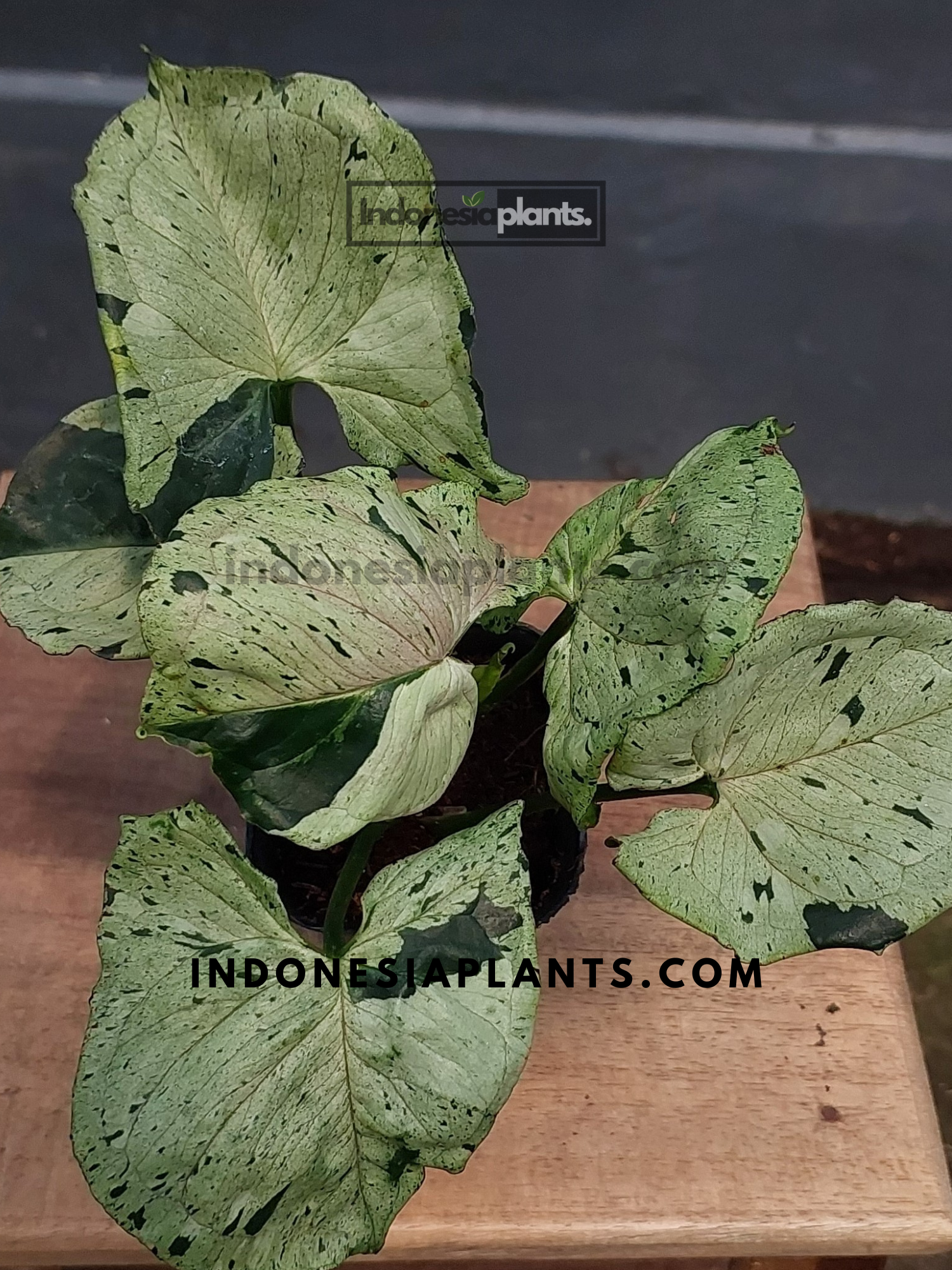 A potted Syngonium Grey Ghost placed on a wooden surface, showcasing its arrowhead leaves.