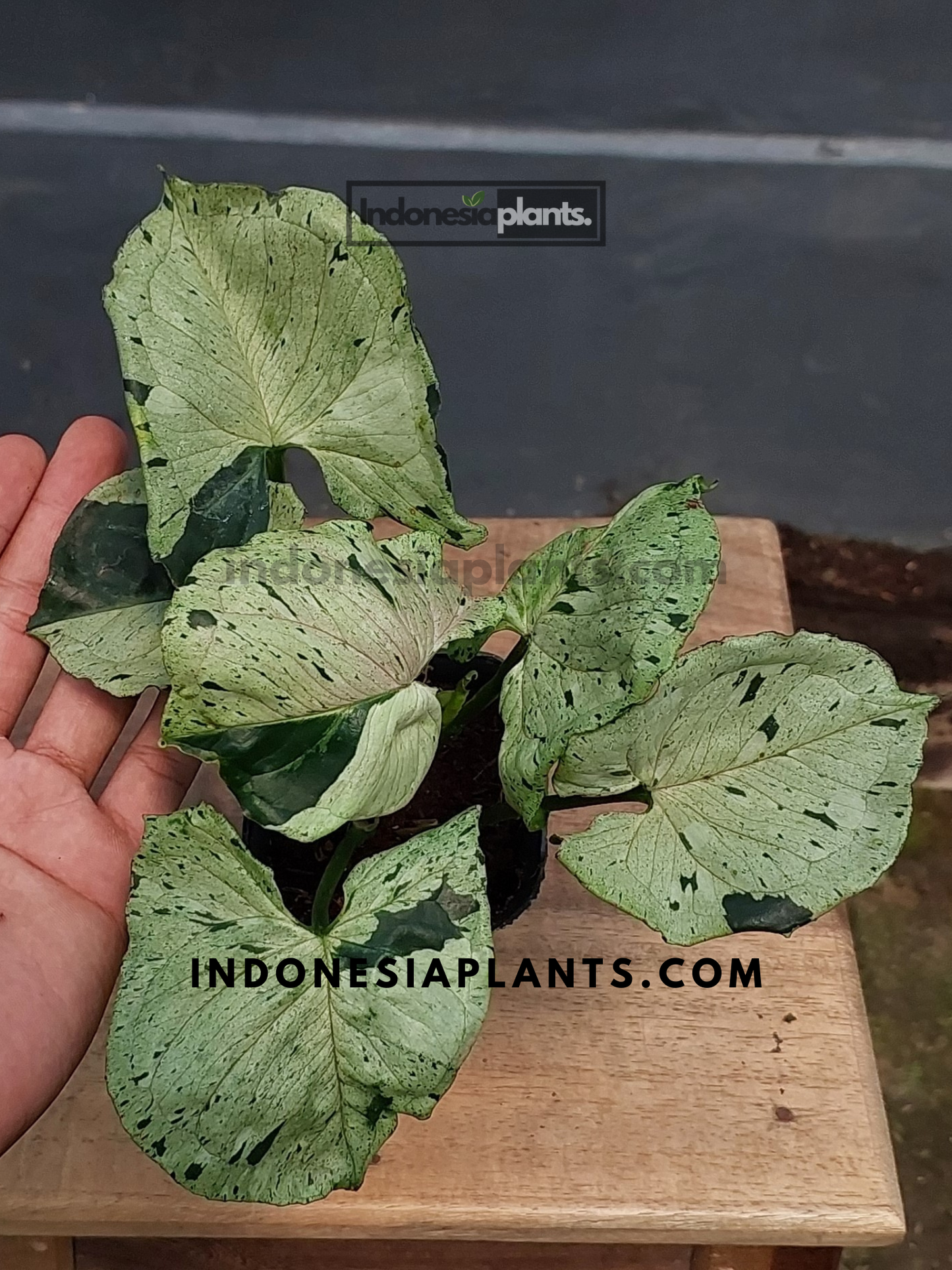 Another angle of Syngonium Grey Ghost on a wooden surface, highlighting its unique leaf shape.