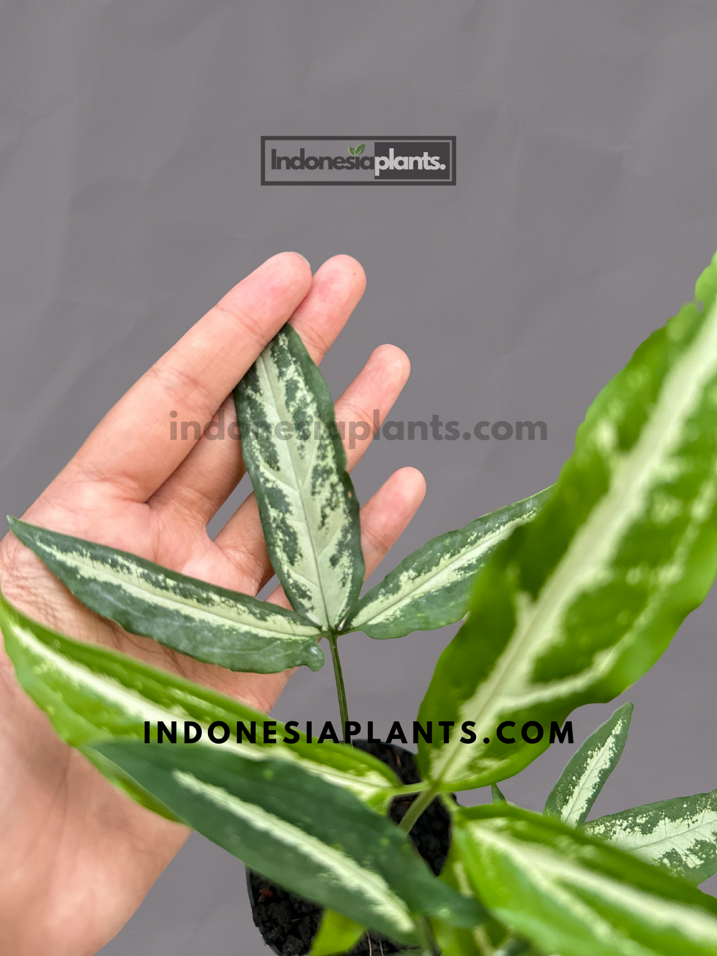 A close-up image of Syngonium Little Star, showcasing its vibrant green foliage with delicate, narrow leaves and elegant white stripe, perfect for indoor plant enthusiasts.