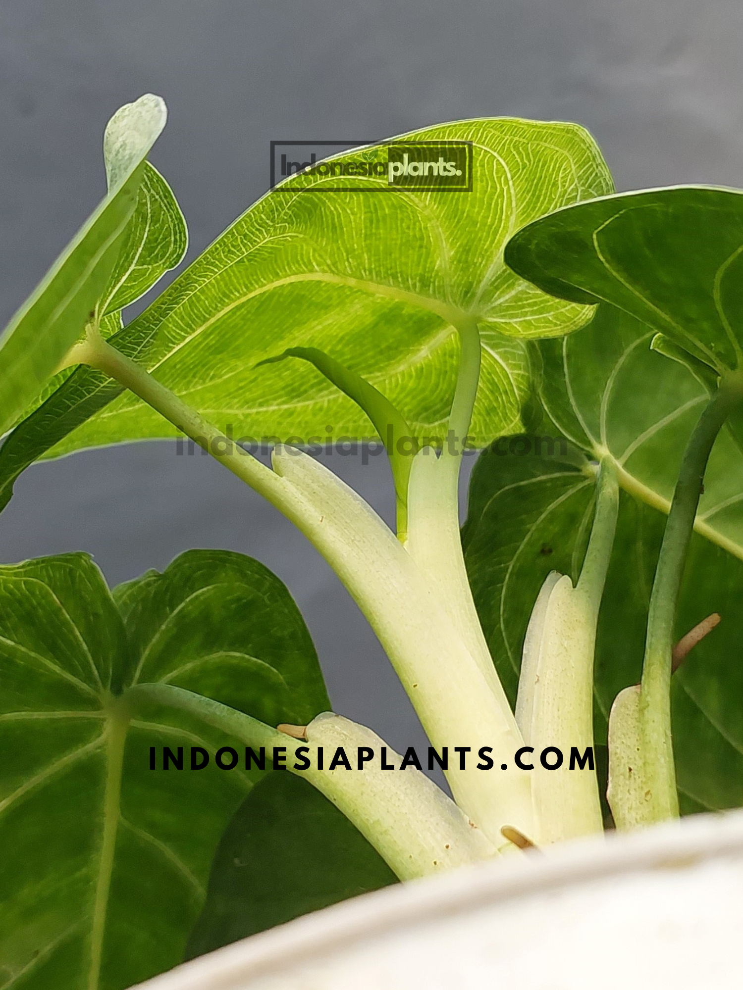 A hand holding a small Syngonium Macrophyllum Frosted Heart plant with fresh, compact leaves.