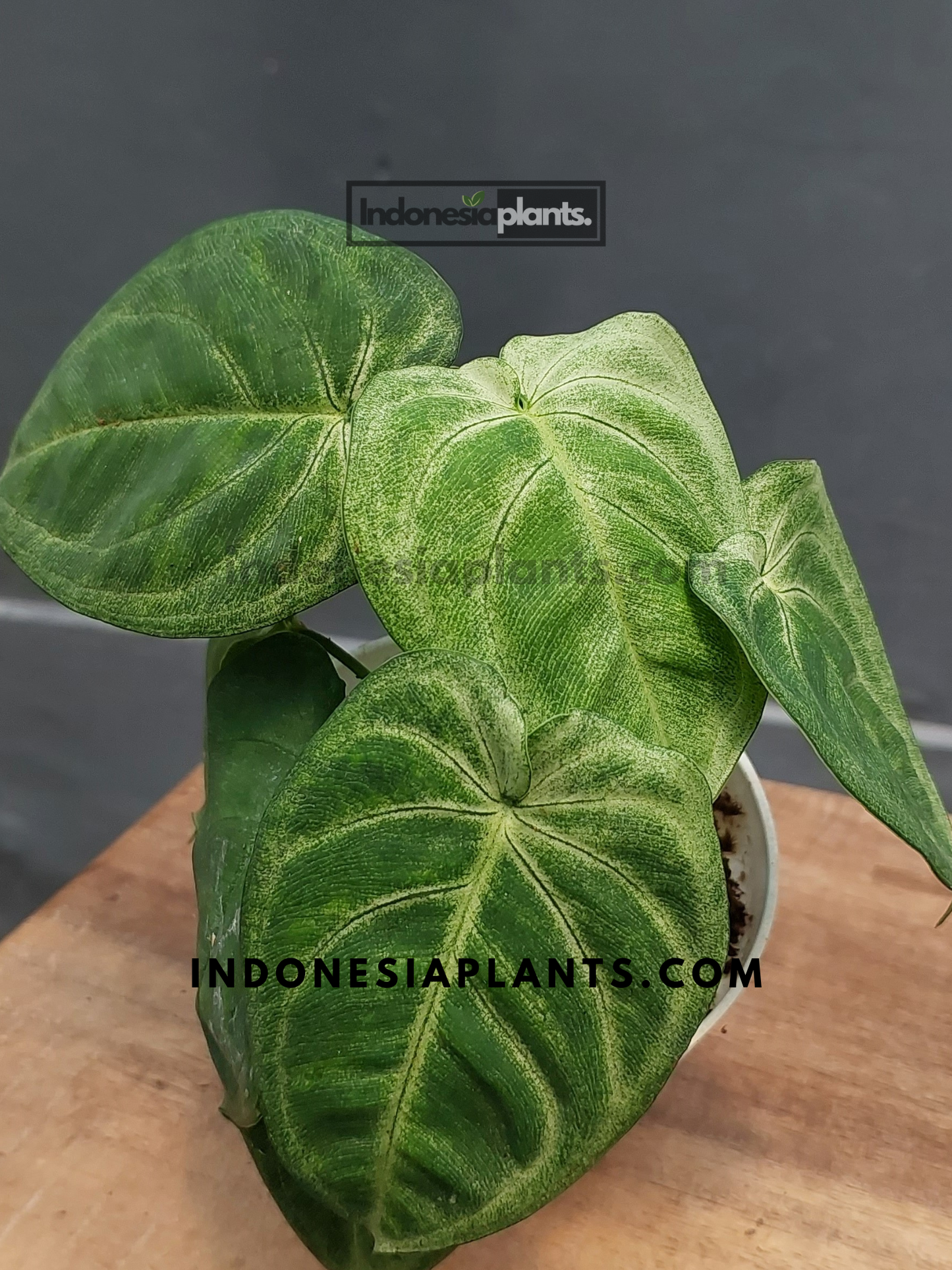 Syngonium Macrophyllum Frosted Heart