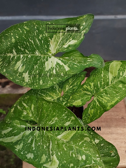 Close-up of Syngonium Panda Galaxy with vibrant green leaves and white speckled variegation.