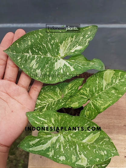 A hand holding Syngonium Panda Galaxy, showing its arrowhead leaf shape and striking white marbling.