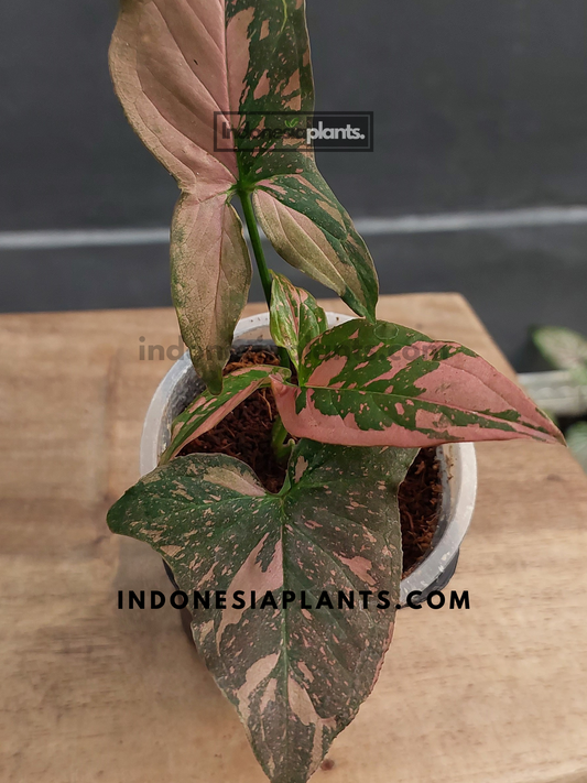 A potted Syngonium Pink Splash Dark Form on a wooden surface, displaying its full growth.