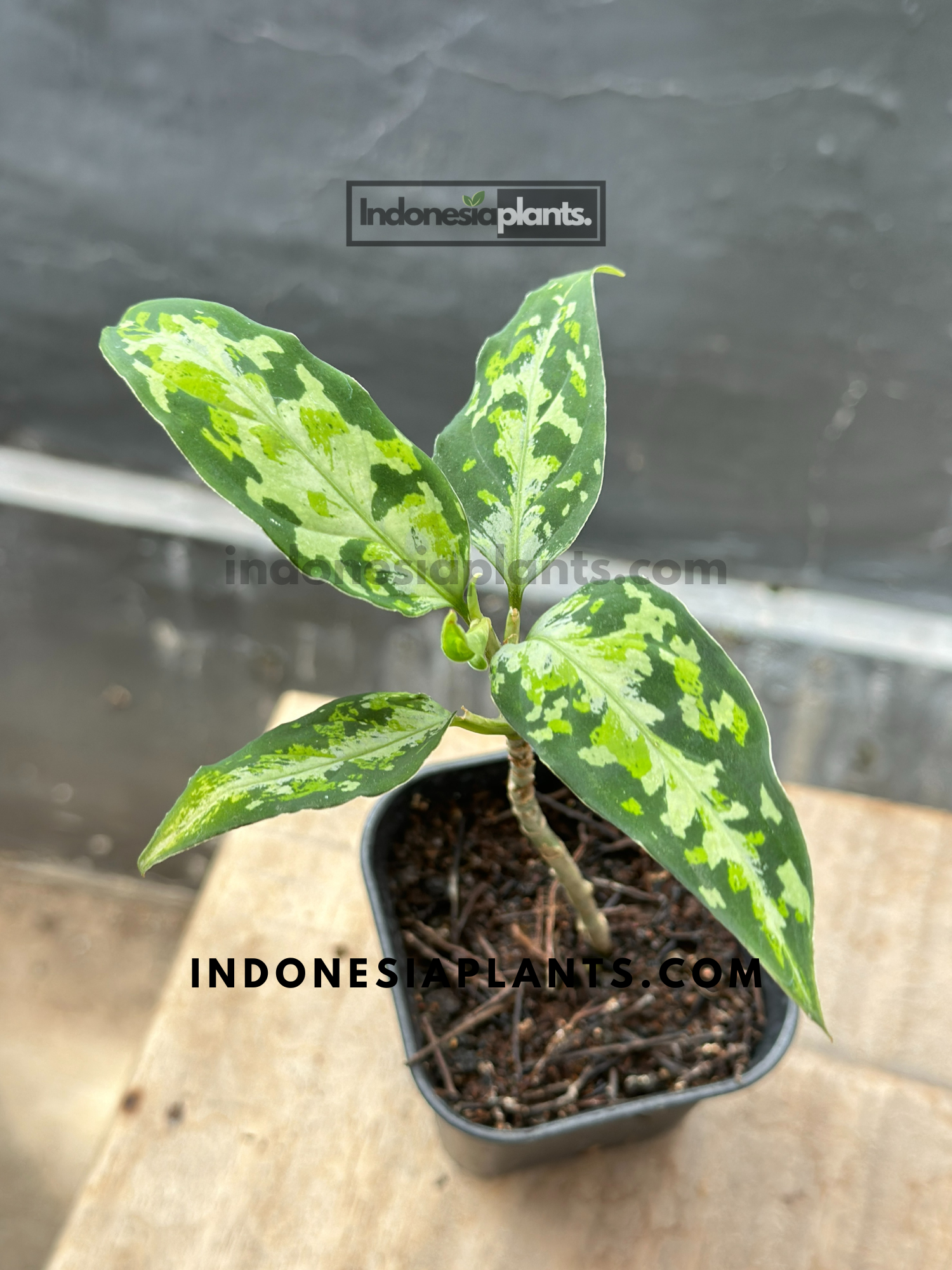 Aglaonema Pictum Tricolor