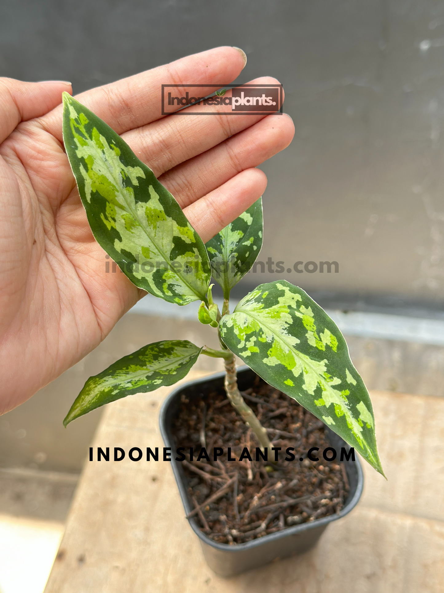 Aglaonema Pictum Tricolor