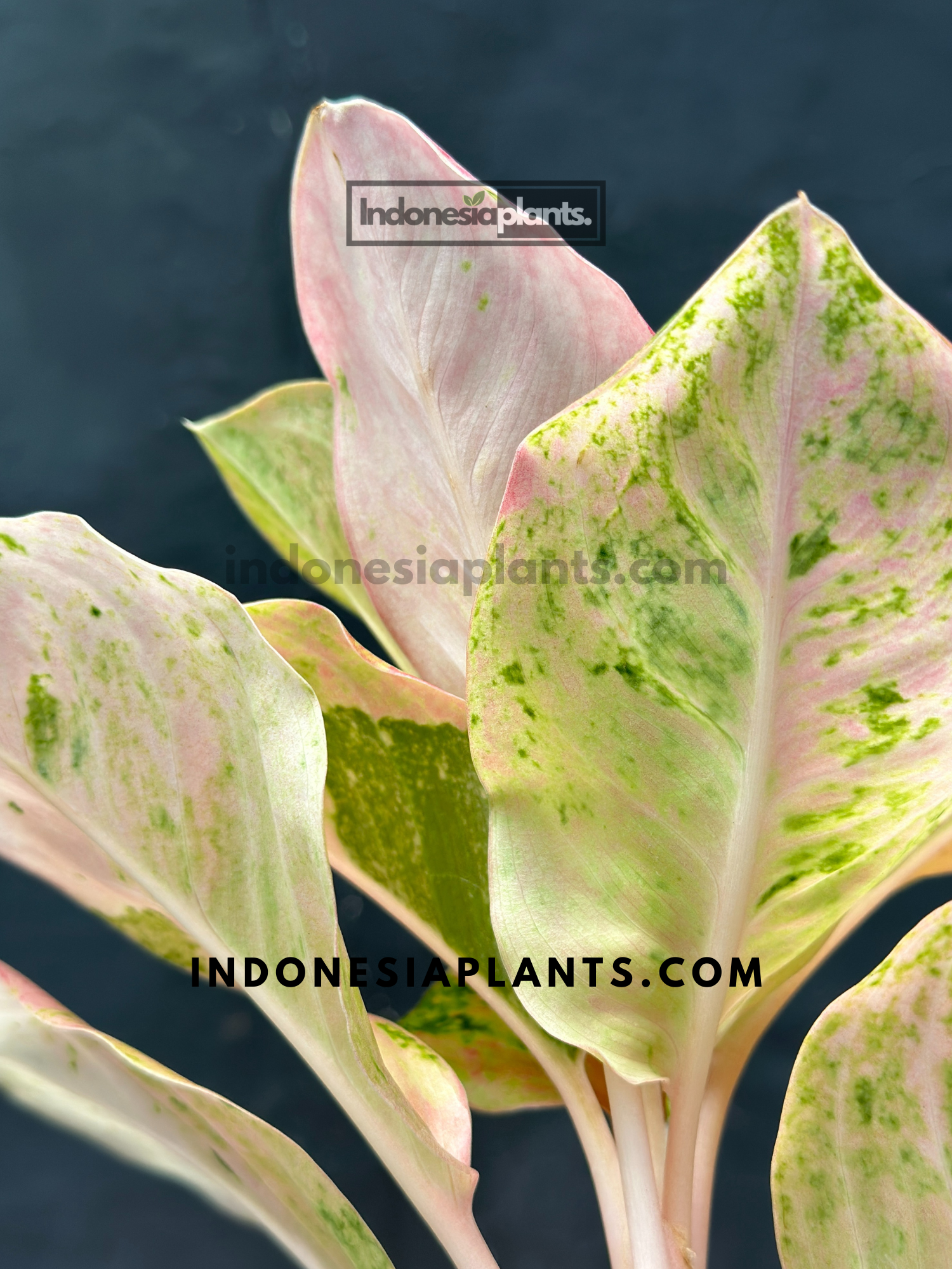 Aglaonema Pink Emerald