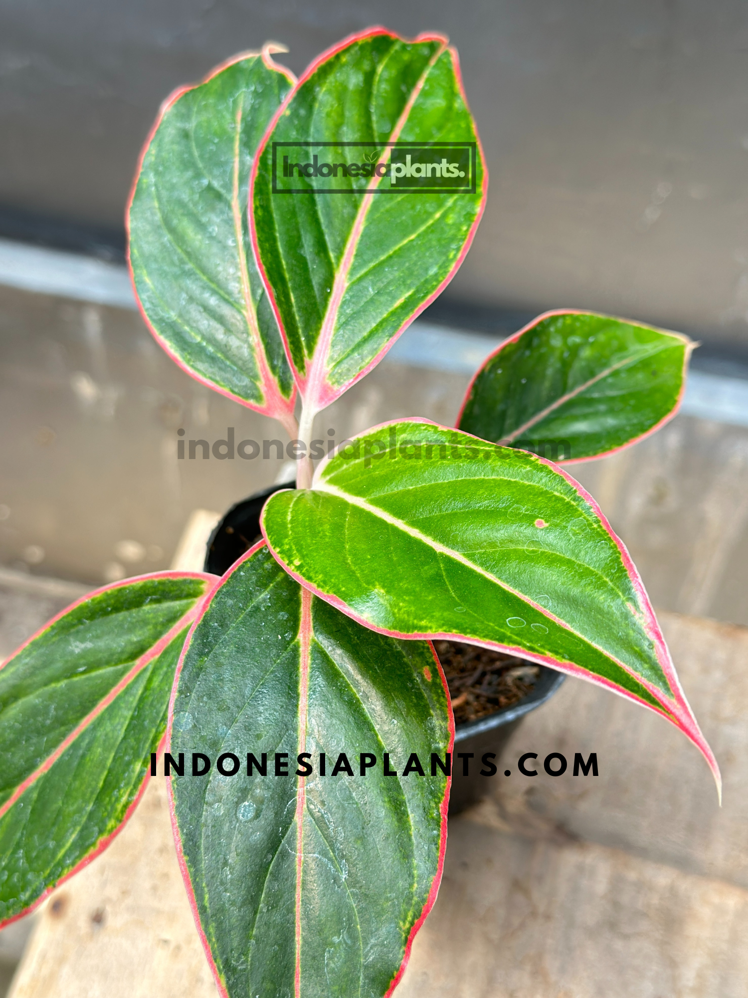 Aglaonema Pink Lipstic small