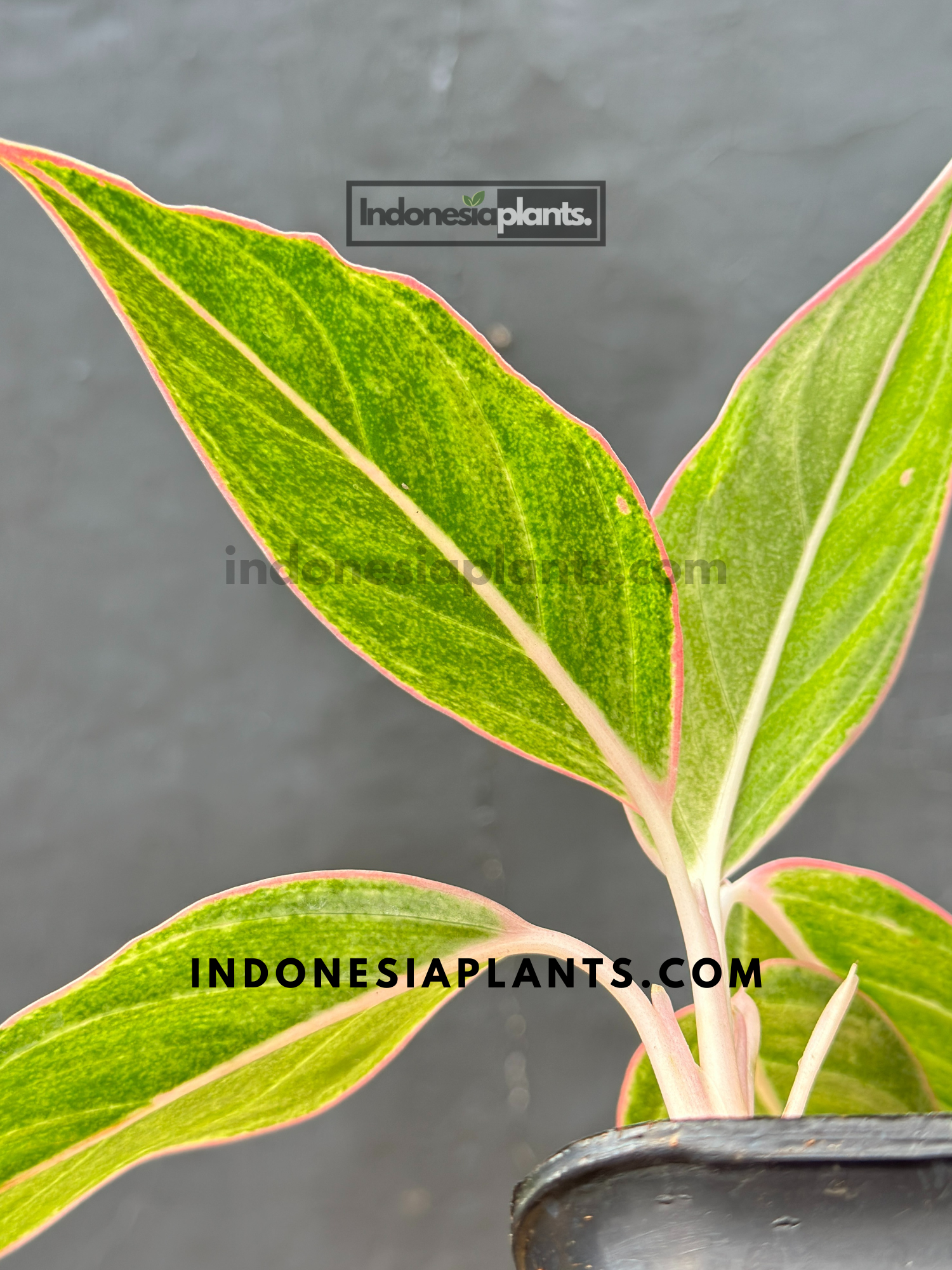 Aglaonema Pink Lipstic small