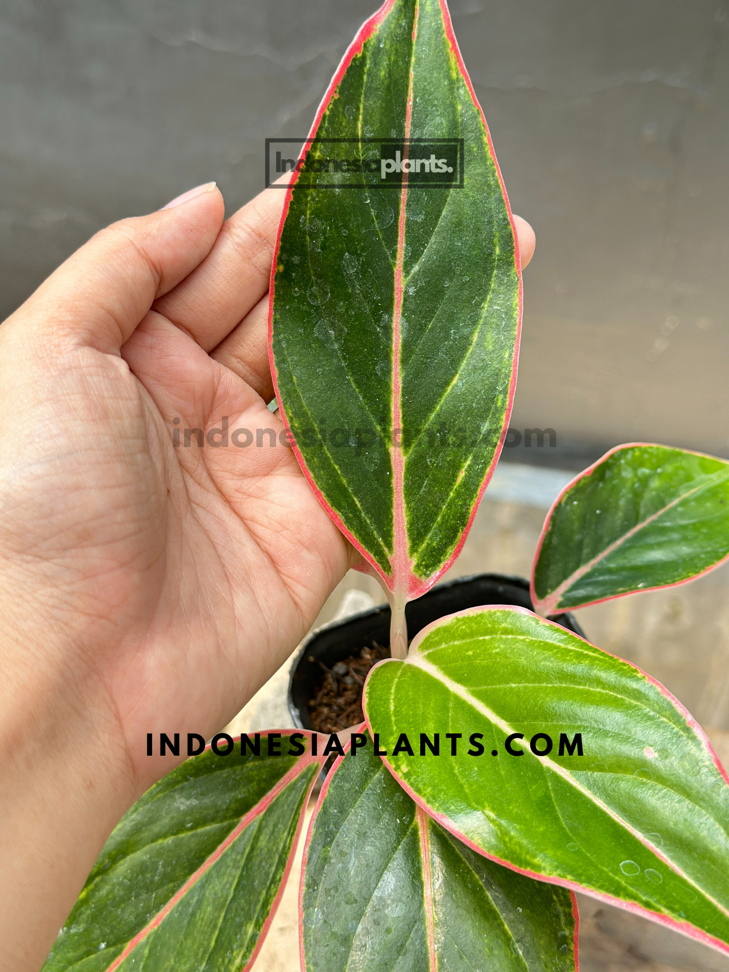 Aglaonema Pink Lipstic small