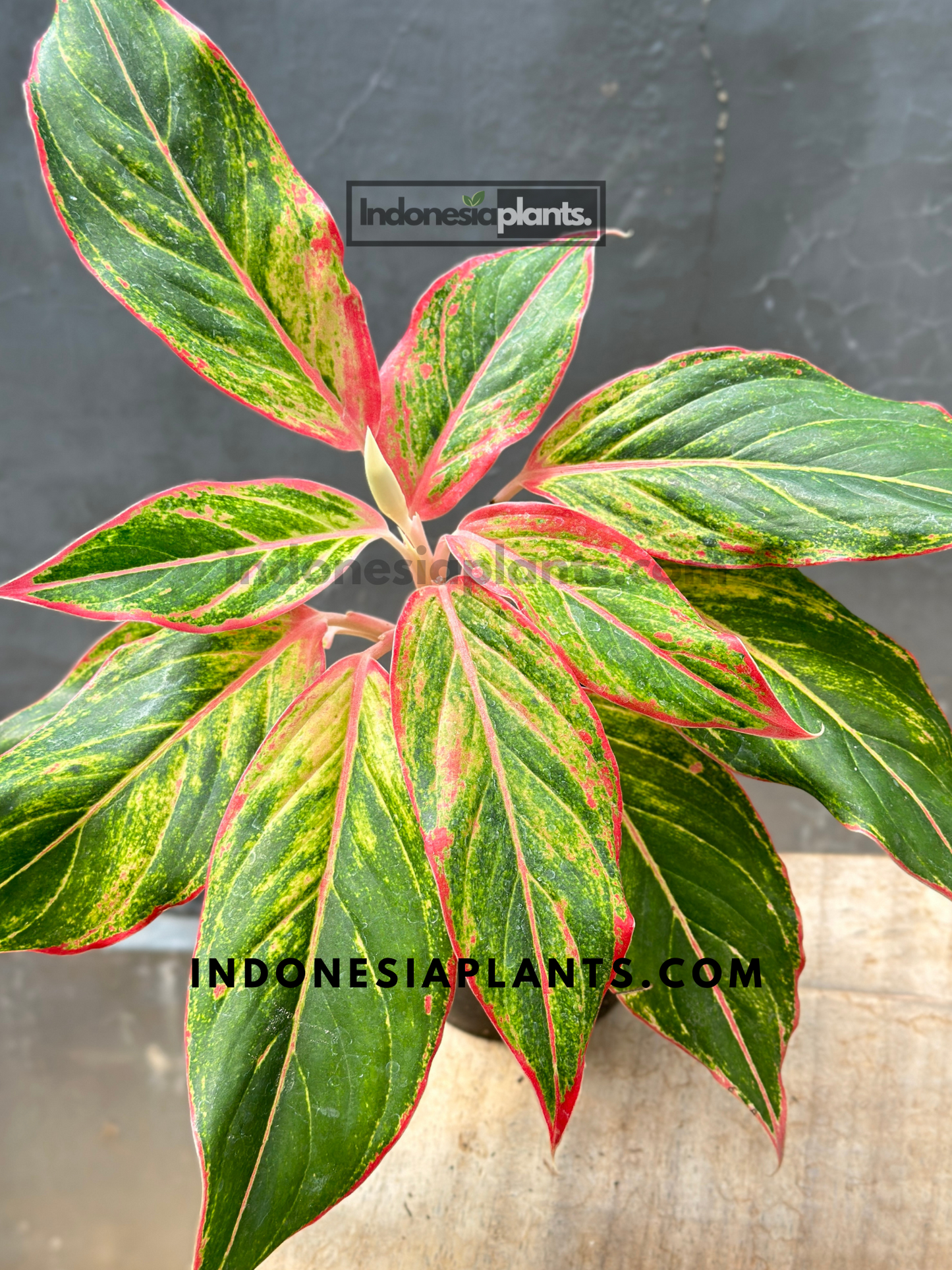 Aglaonema Red  Lipstic