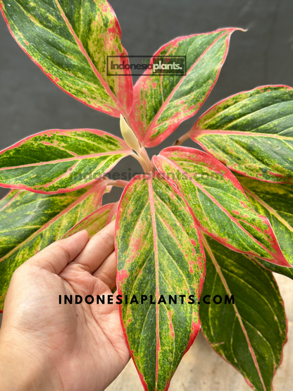 Aglaonema Red Lipstic