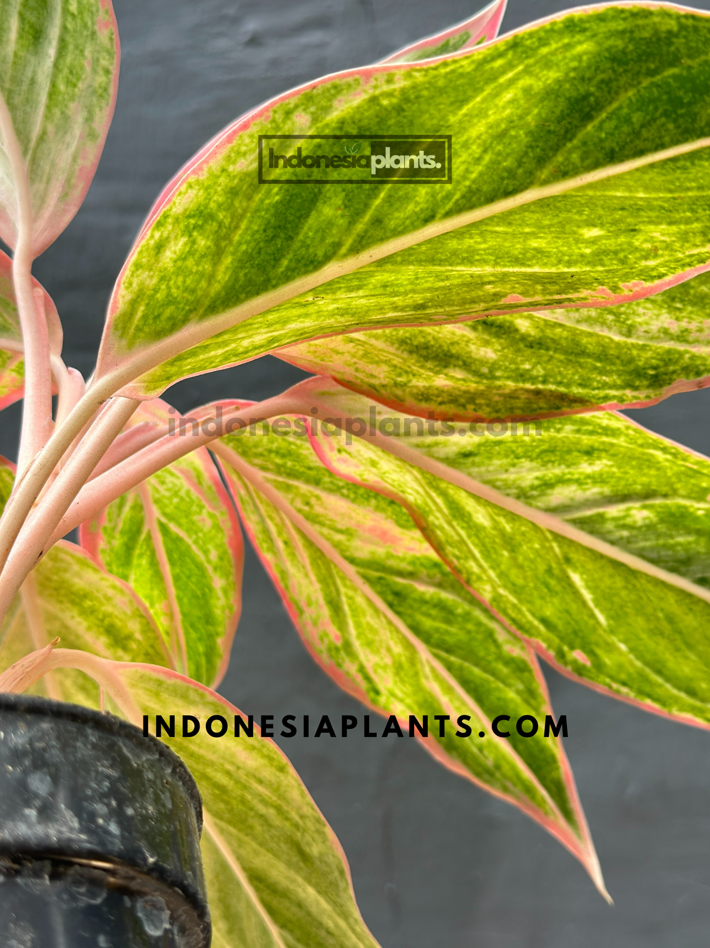 Aglaonema Red Lipstic